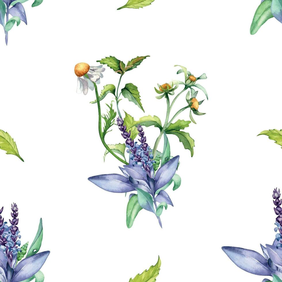 Salbei Kräuter- Anlage, bidens dreigliedrig Aquarell nahtlos Muster isoliert auf Weiß Hintergrund. Salvia, Nessel, Kamille, Gänseblümchen nützlich Blumen Hand gezeichnet. Design zum Textil, Paket, Verpackung, Stoff. vektor