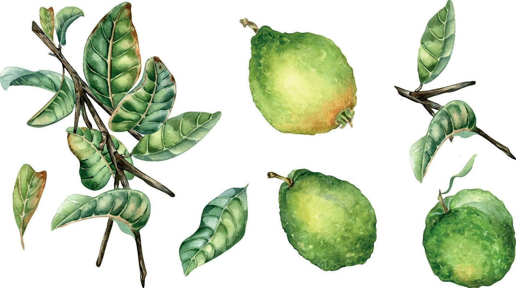 uppsättning med gren av träd och tre guava frukt vattenfärg illustration isolerat på vit bakgrund. grön löv av tropisk växt guajava hand ritade. design för omslag, förpackning, märka, affisch vektor