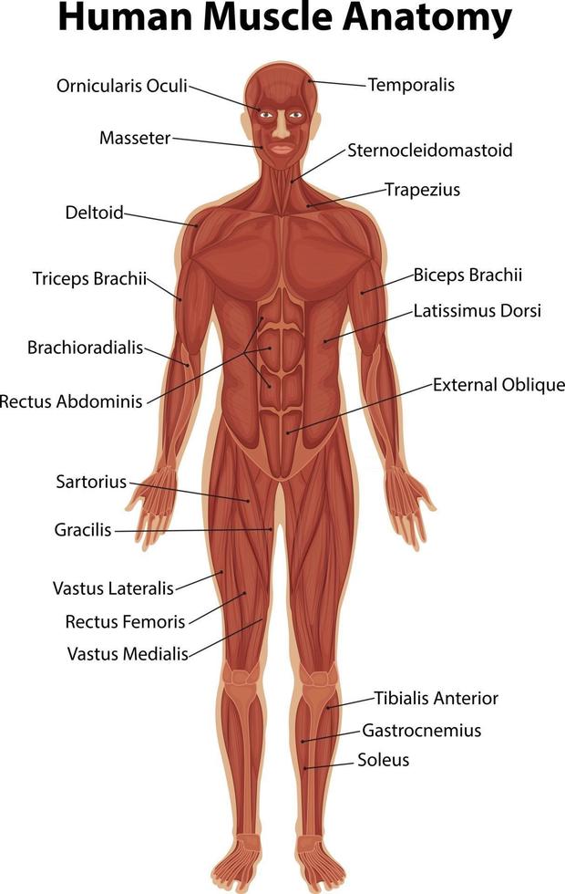 menschliche Muskelanatomie mit Körperanatomie vektor