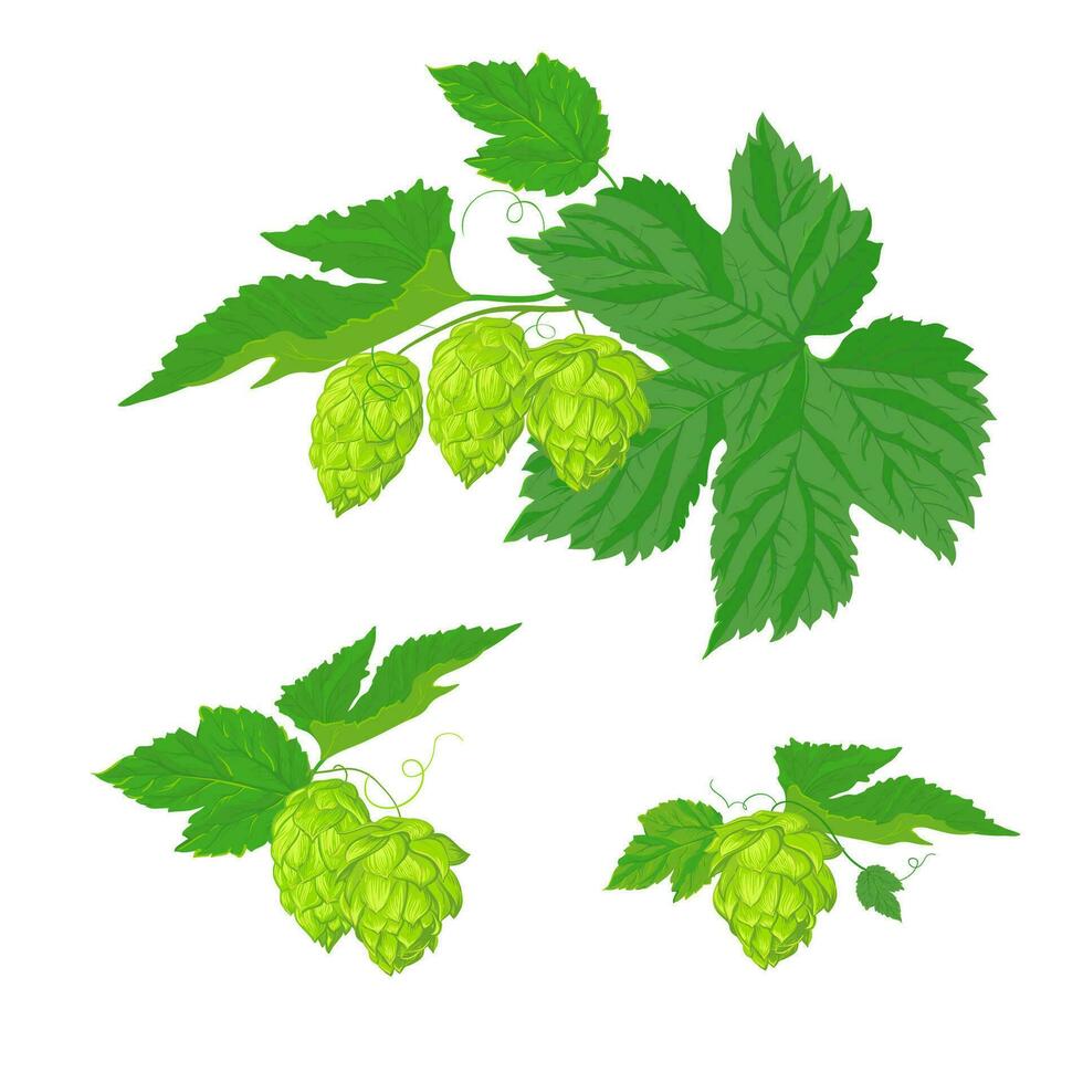 en uppsättning av kompositioner av löv och frukt av humle. färsk ingrediens för de produktion av öl. vektor illustration för de design av en affisch, meny av en hantverk bryggeri. isolerat på en vit bakgrund