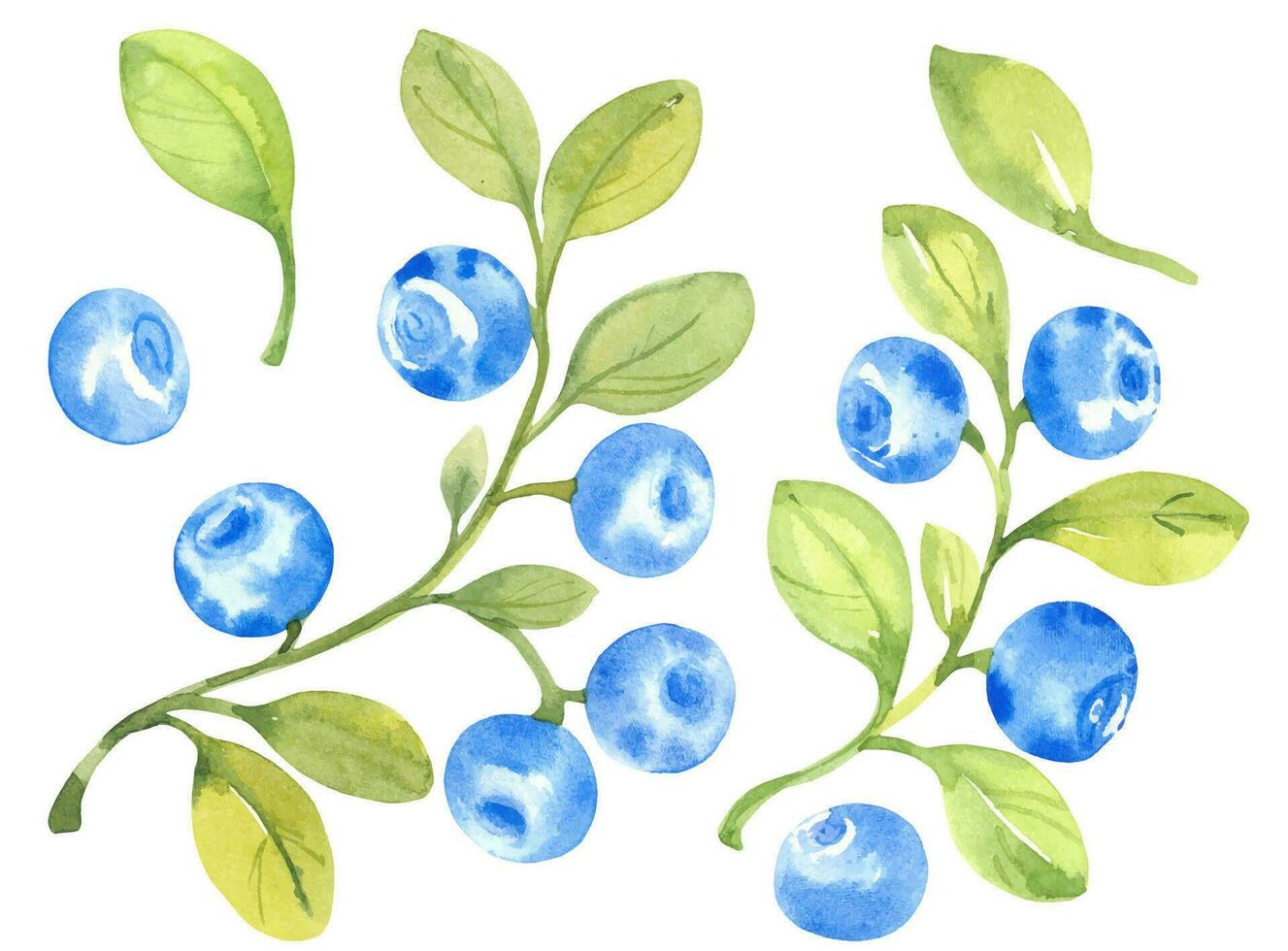 blåbär, vektor uppsättning vattenfärg hand dragen isolerat illustrationer skiss stil