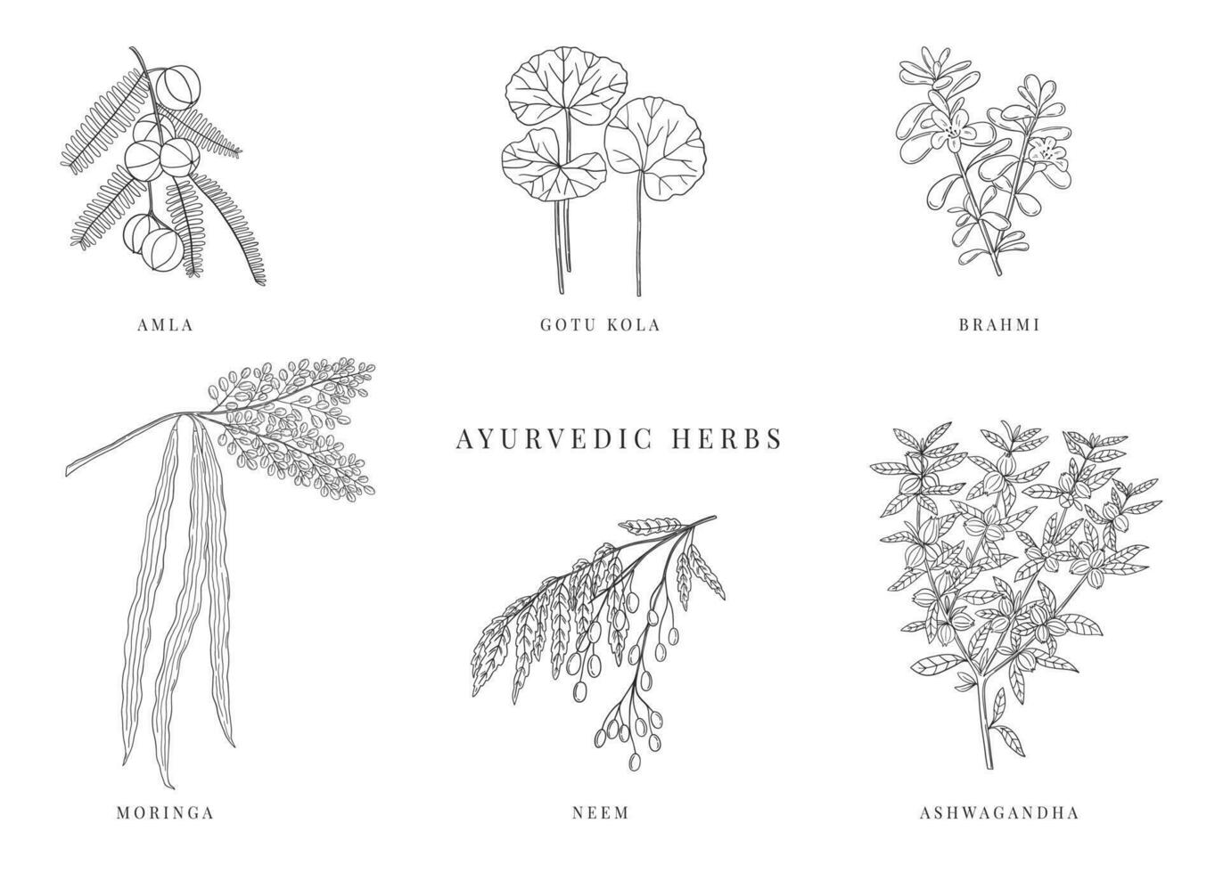 ayurvedisch Pflanzen Hand gezeichnet Vektor Satz. Alternative medizinisch Pflanzen neem, Ashwagandha, Amla, hab dich Kola, brahmi und Moringa