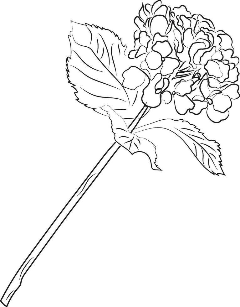 leinart. hortensia gren. blomma. hög kvalitet vektor illustration.