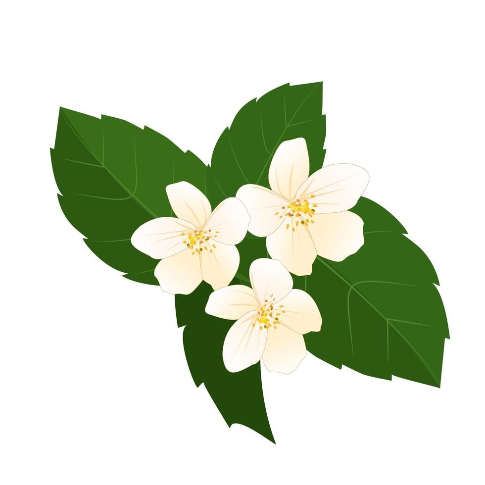 vektor vita jasmin blommor med gröna blad