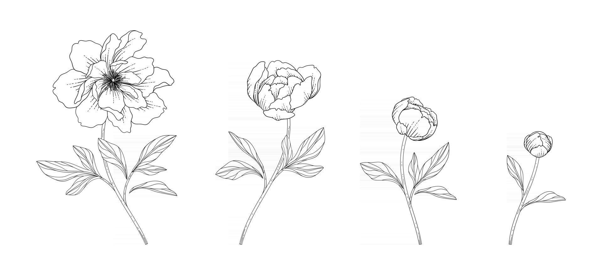 handritad pion blommig illustration. vektor