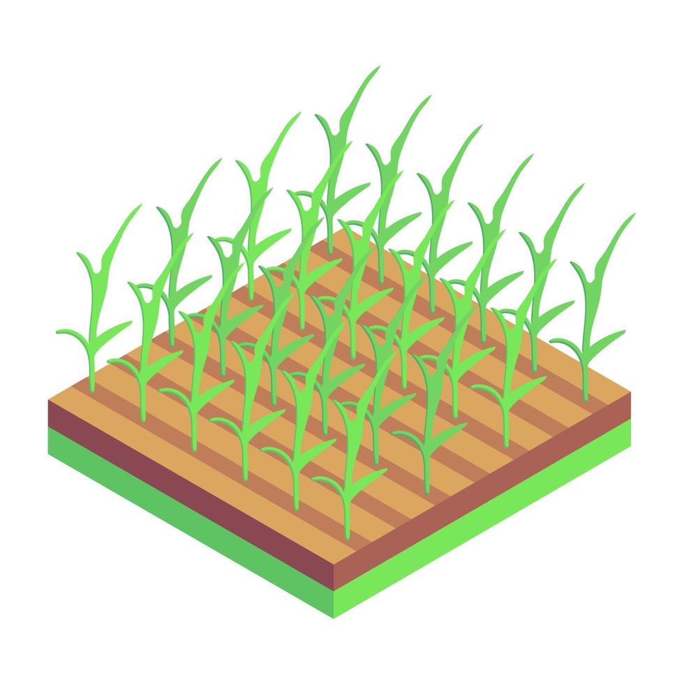 Pflanzen Feld und Landwirtschaft vektor