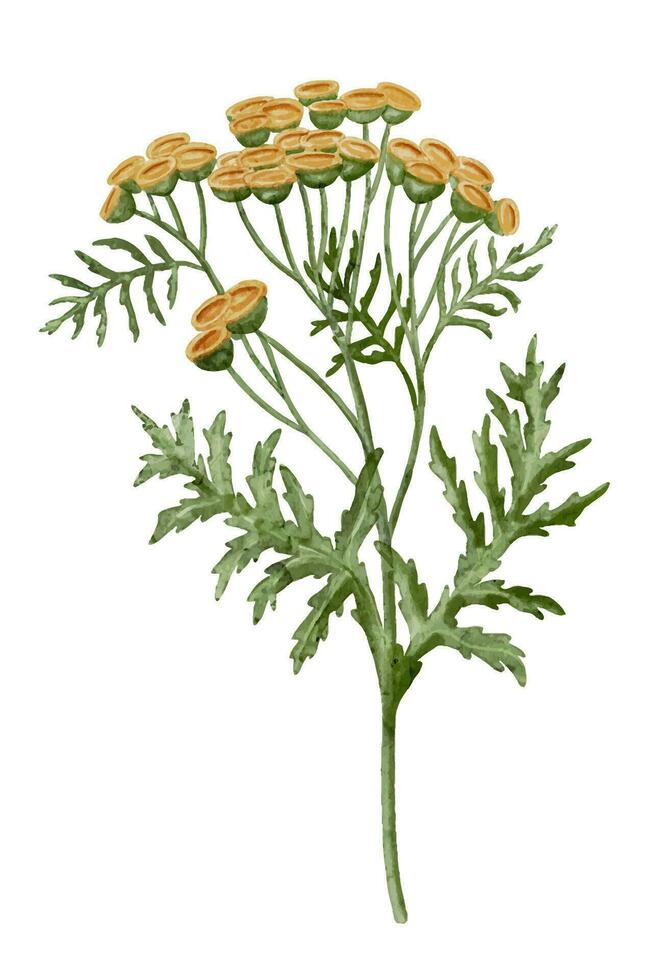 gul renfana blomma. vattenfärg botanisk illustration av bukett på isolerat bakgrund. hand dragen klämma konst av immortelle. teckning av medicinsk ört med grön löv. blommig skiss av vild blomma vektor