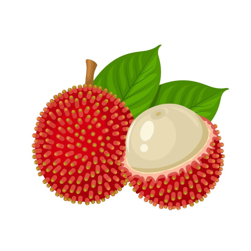 Vektor Illustration, pulasan Frucht, wissenschaftlich Name Nephelium Rambutan, isoliert auf Weiß Hintergrund.