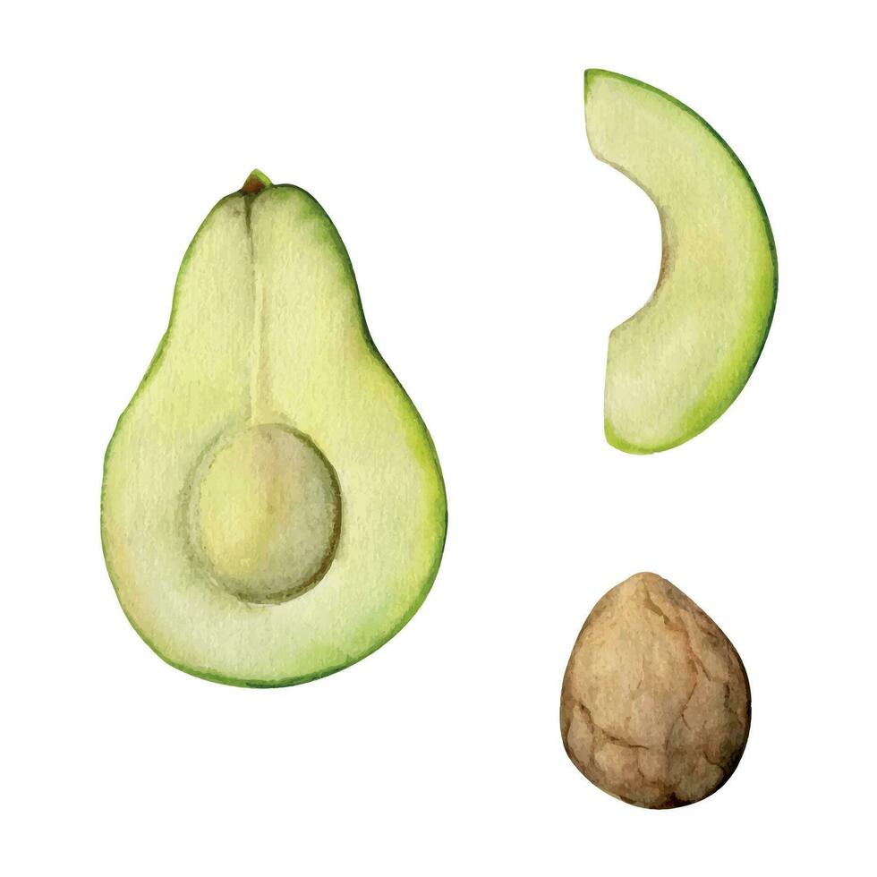 Hand gezeichnet Aquarell Avocado Grün Gemüse zum Diät und gesund Lebensstil, vegan Kochen. Illustration Single Objekt isoliert auf Weiß Hintergrund. Design zum Poster, drucken, Webseite, Karte, Speisekarte vektor