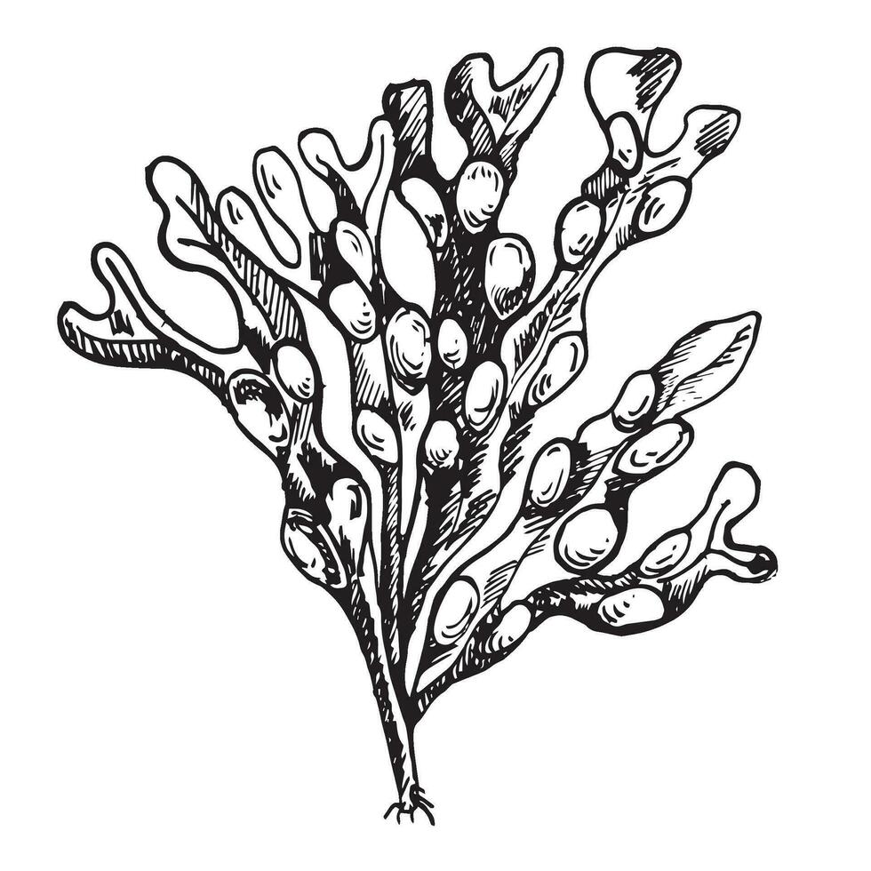 Vektor Meer Pflanze Tinte Hand gezeichnet Illustration isoliert auf Weiß Hintergrund. Ascophyllum, Seetang, Kraut Seetang schwarz Weiß Linie. Design Element zum Paket, Etikett, handeln, Verpackung, Marine Sammlung.