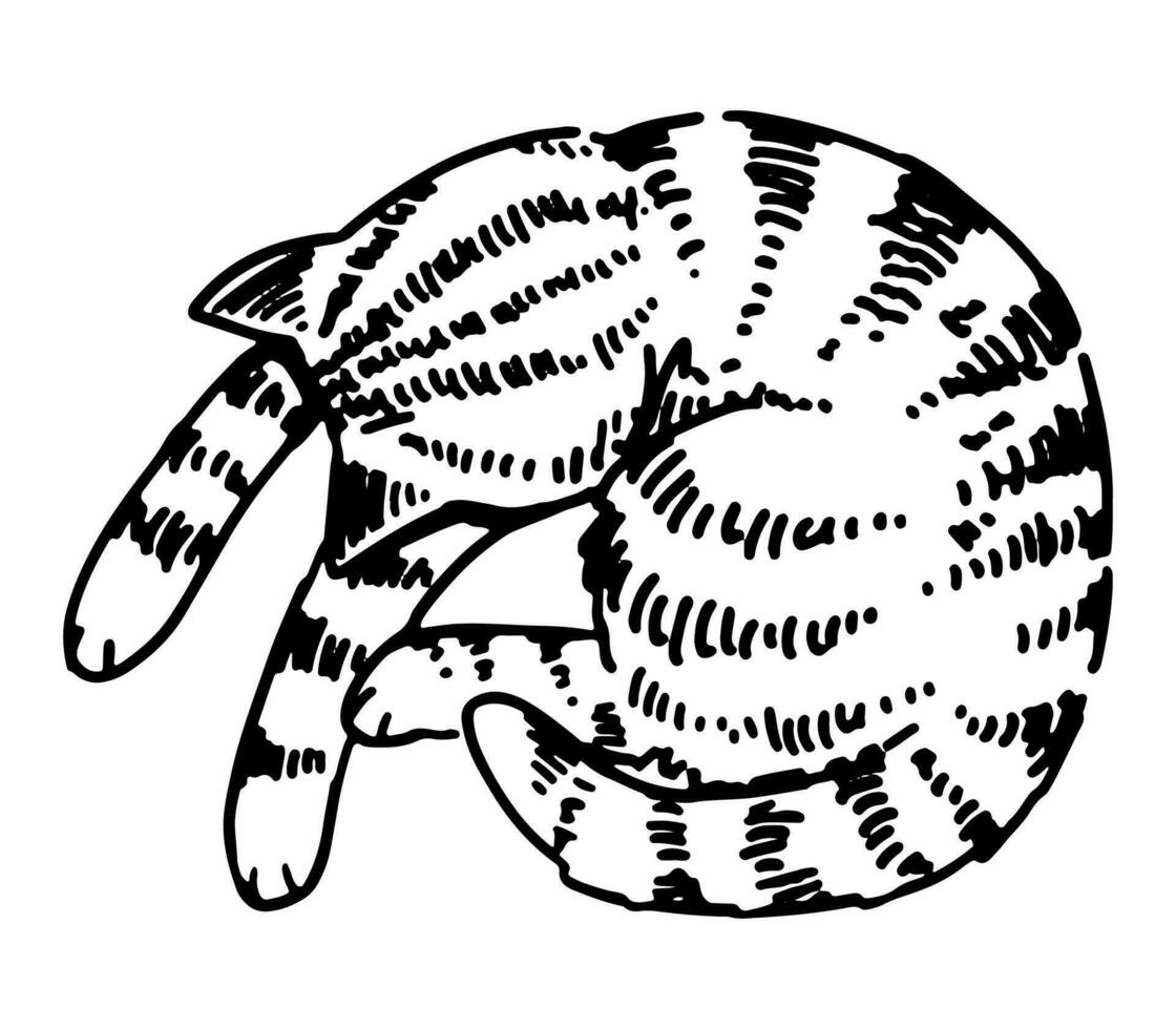 skizzieren von süß Schlafen Katze. Gekritzel von inländisch Tier Kätzchen Haustier. Hand gezeichnet Vektor Illustration. Single Gliederung Clip Kunst isoliert auf Weiß.