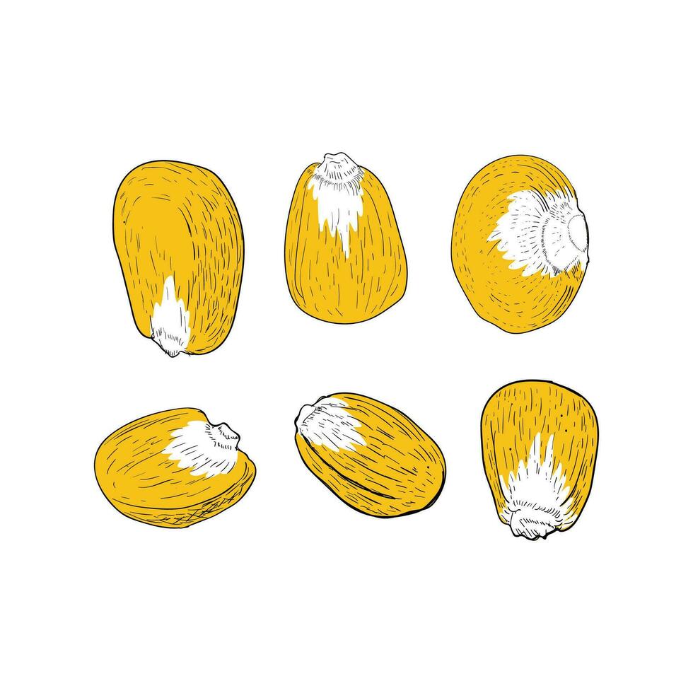 årgång retro gravyr skiss hand dragen majs kärnor utsäde för bruka produkt illustration vektor