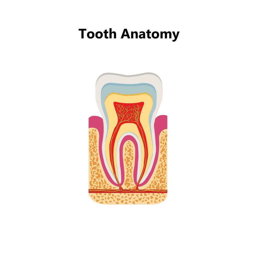 Mensch Zähne realistisch Infografiken mit eben Bilder von Zahn Profil Ansichten mit Dentin Gummi und Fruchtfleisch Vektor Illustration