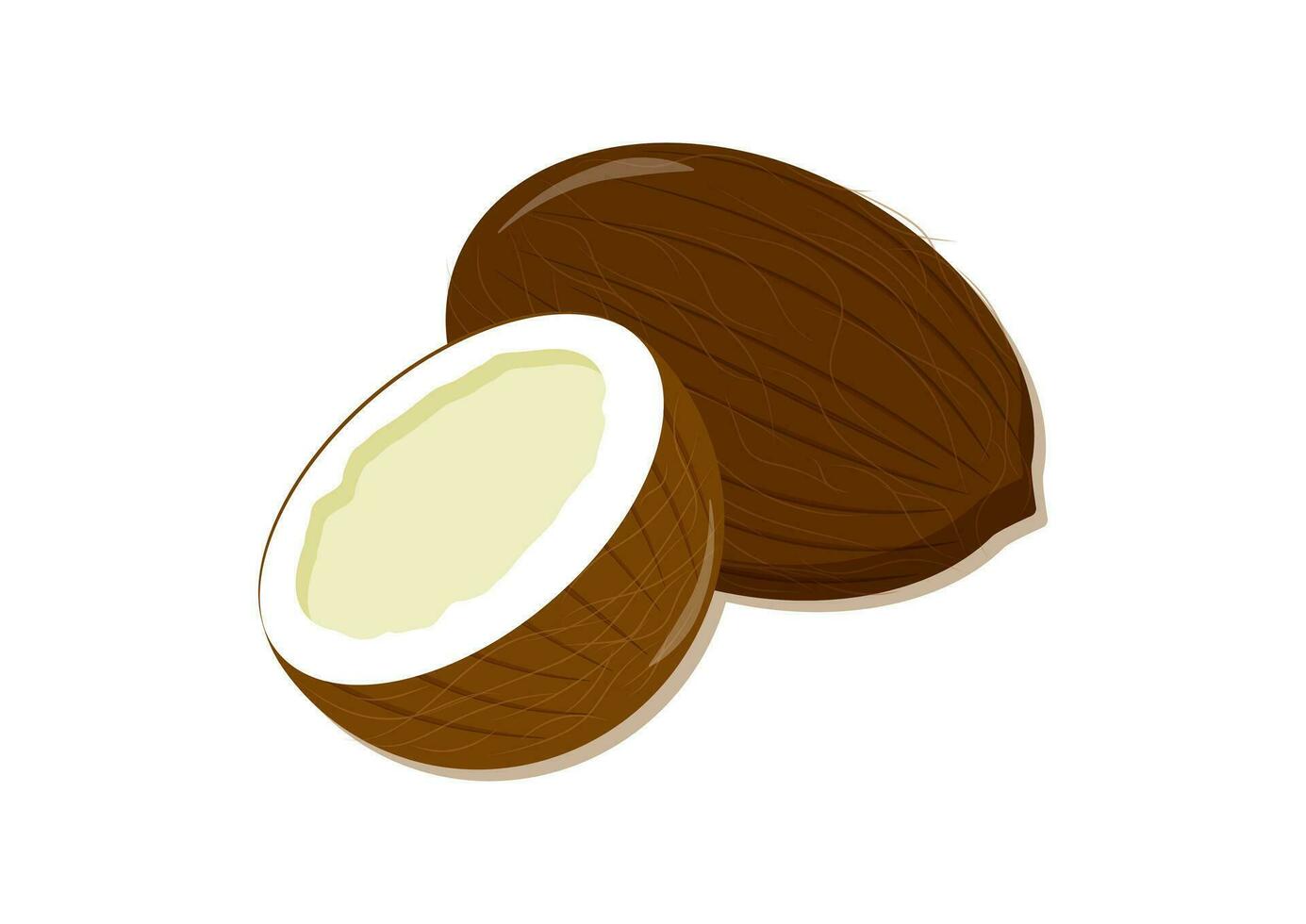Vektor Illustration von Kokosnuss und Hälfte Kokosnuss isoliert auf Weiß Hintergrund