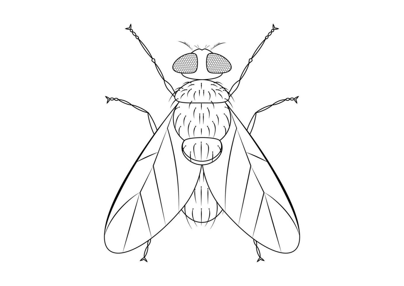 svart och vit grön flyga ClipArt vektor isolerat på vit bakgrund. färg sida av en grön flyga