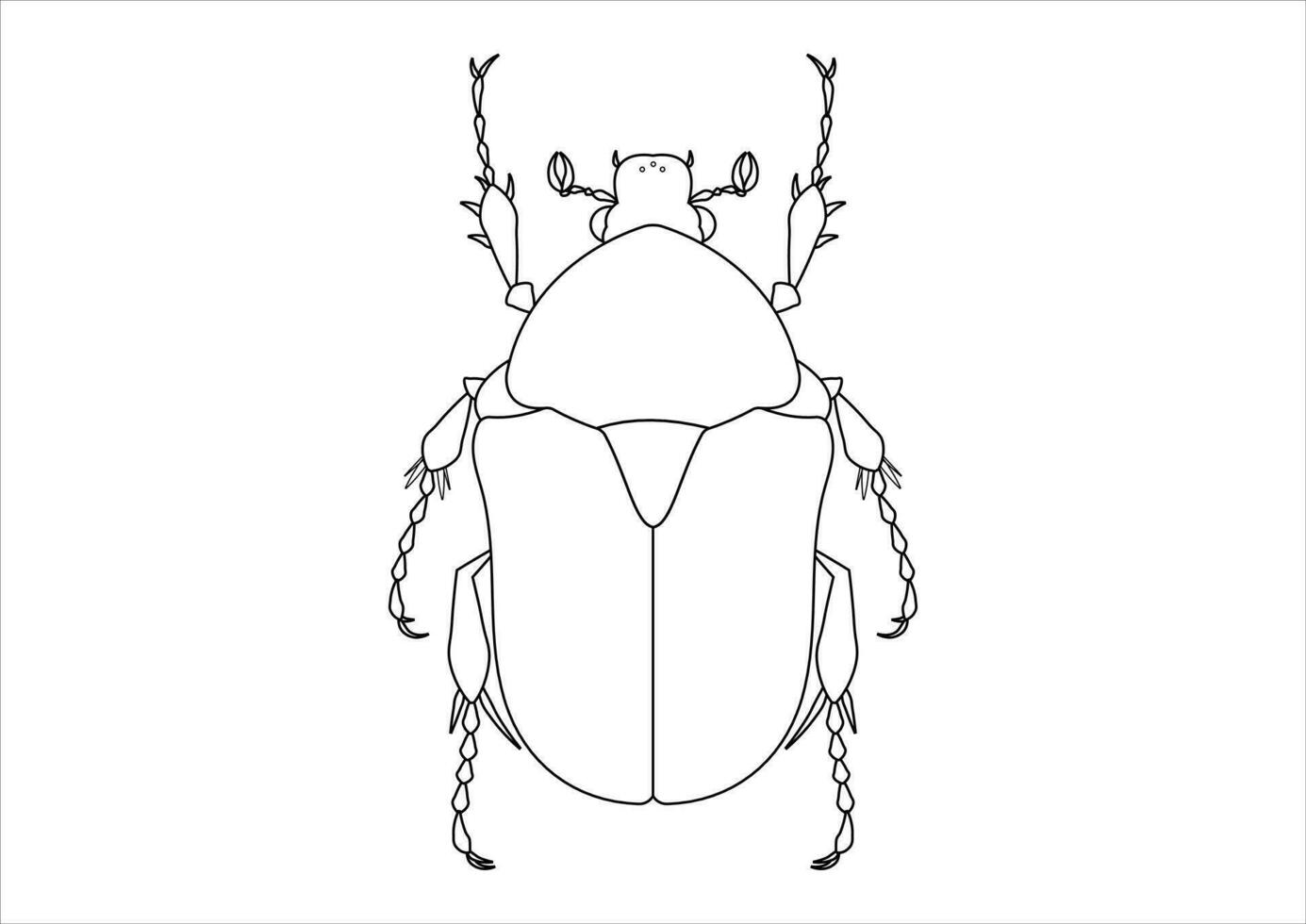 svart och vit protaetia skalbagge ClipArt. färg sida av en protaetia skalbagge vektor