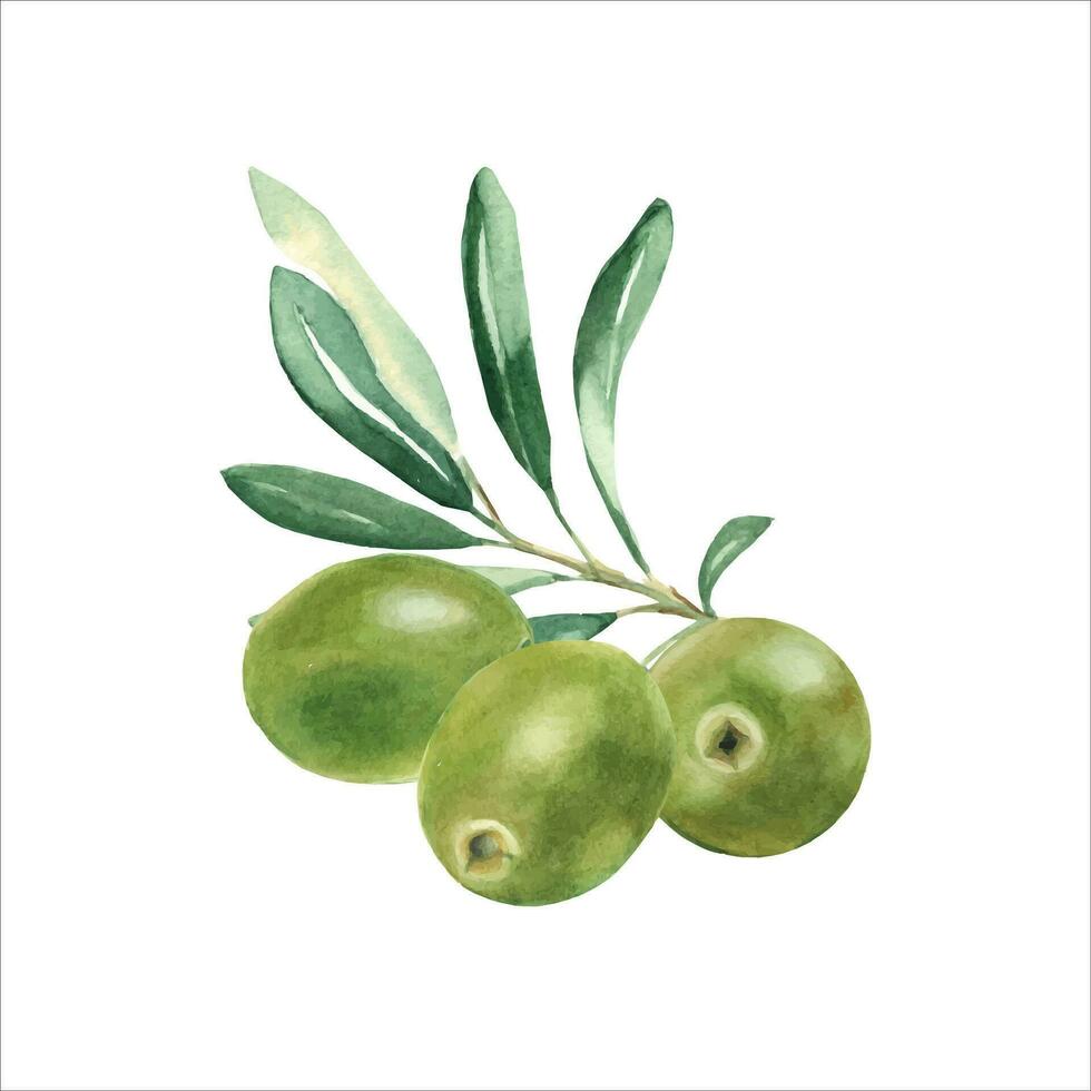 Olive Ast mit Grün Oliven isoliert auf Weiß Hintergrund. Aquarell Illustration. vektor