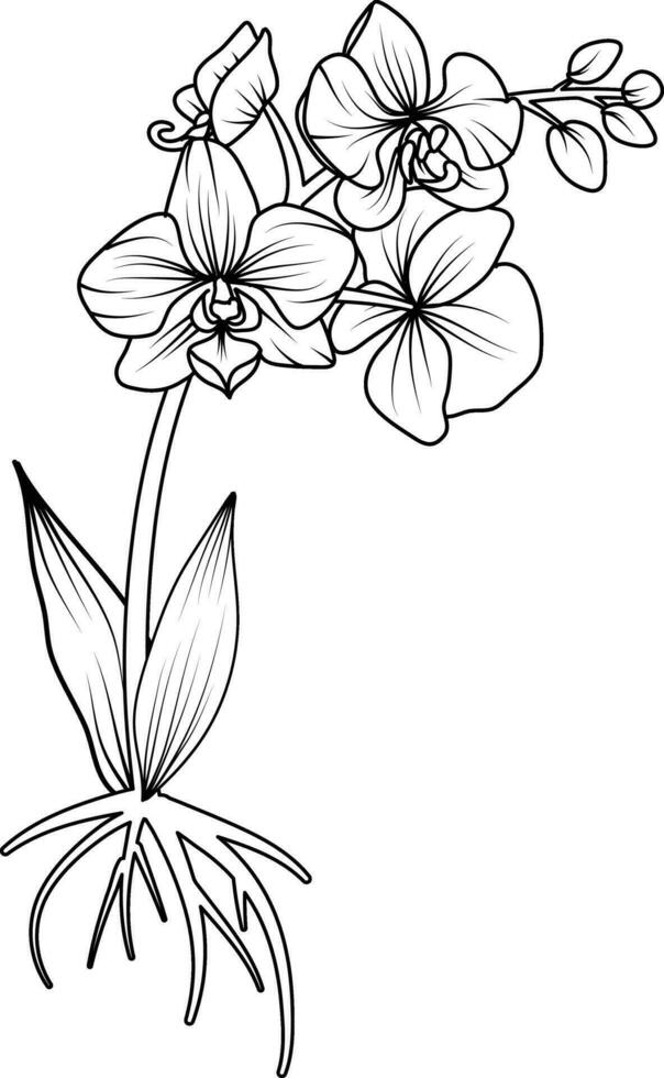 orkide svart och vit vektor teckning