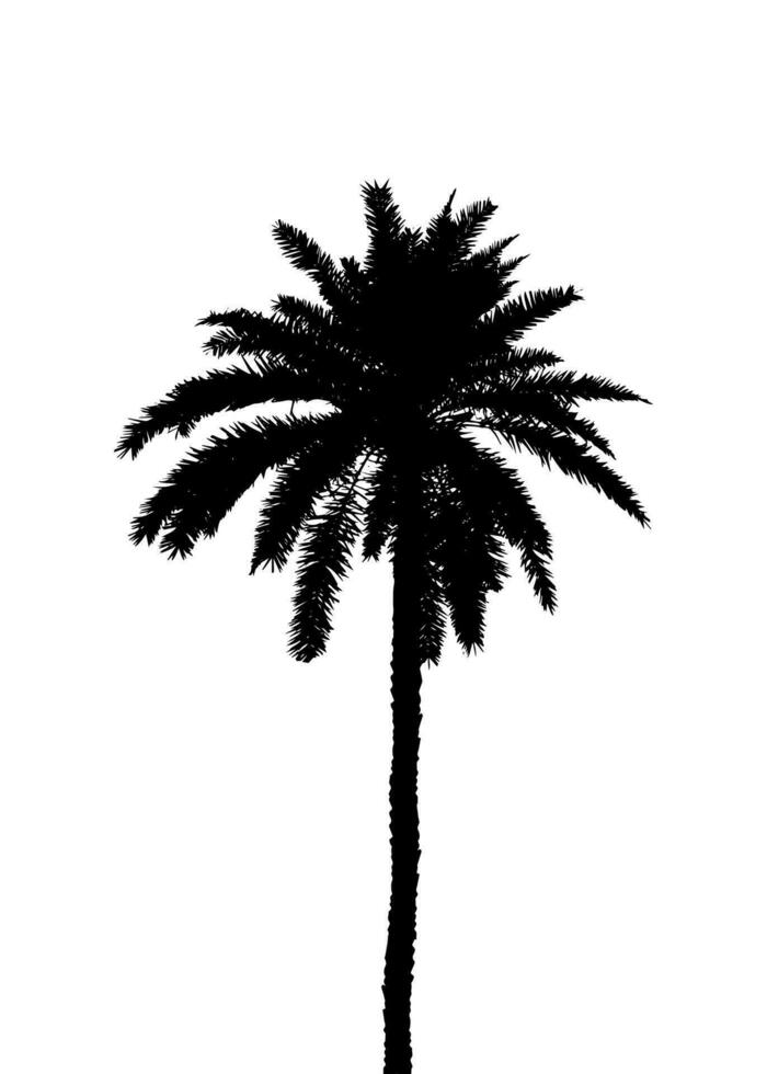 en svart handflatan träd på vit bakgrund, vektor