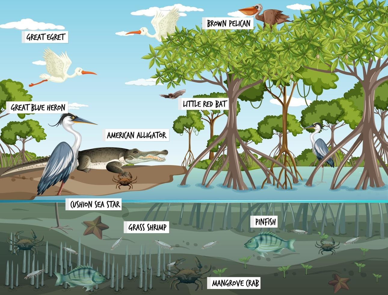 Mangrovenwaldlandschaftsszene tagsüber mit vielen verschiedenen Tieren vektor