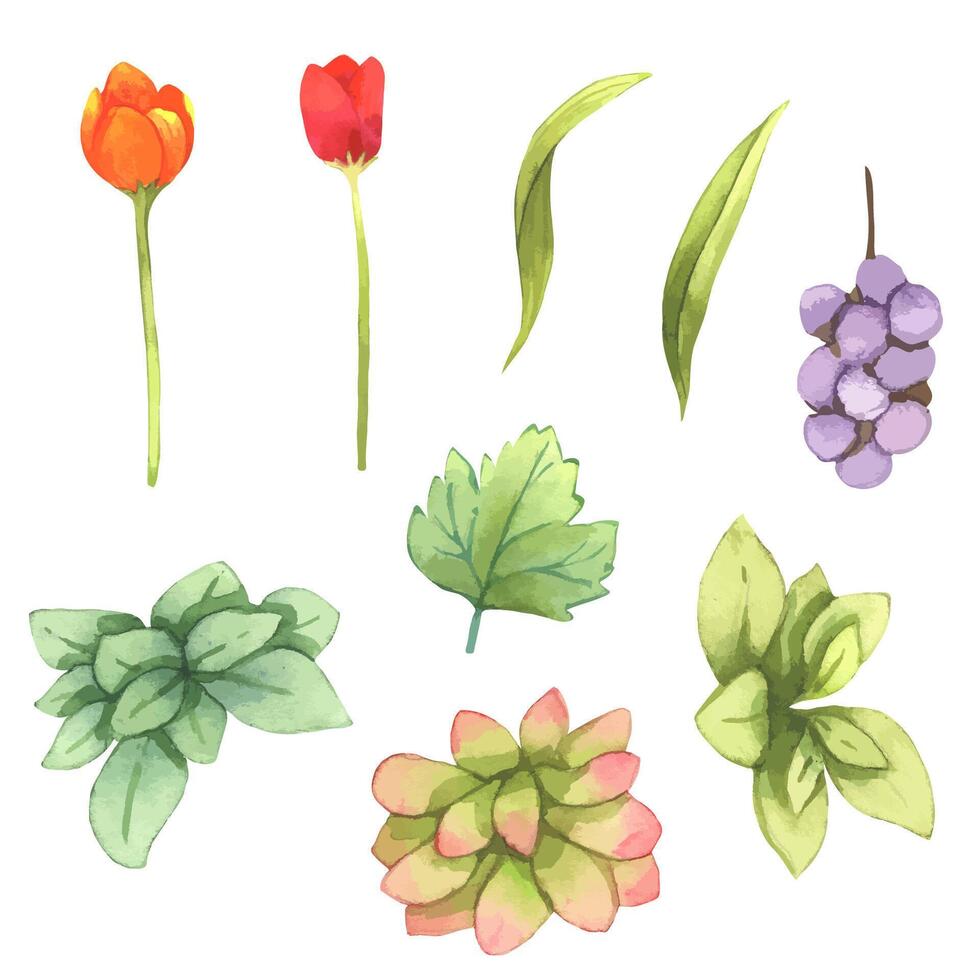 große Aquarellelemente - Rose, Blätter, Trauben. Sammlung von Vektorelementen. Abbildung isoliert auf weißem Hintergrund. botanisch. vektor