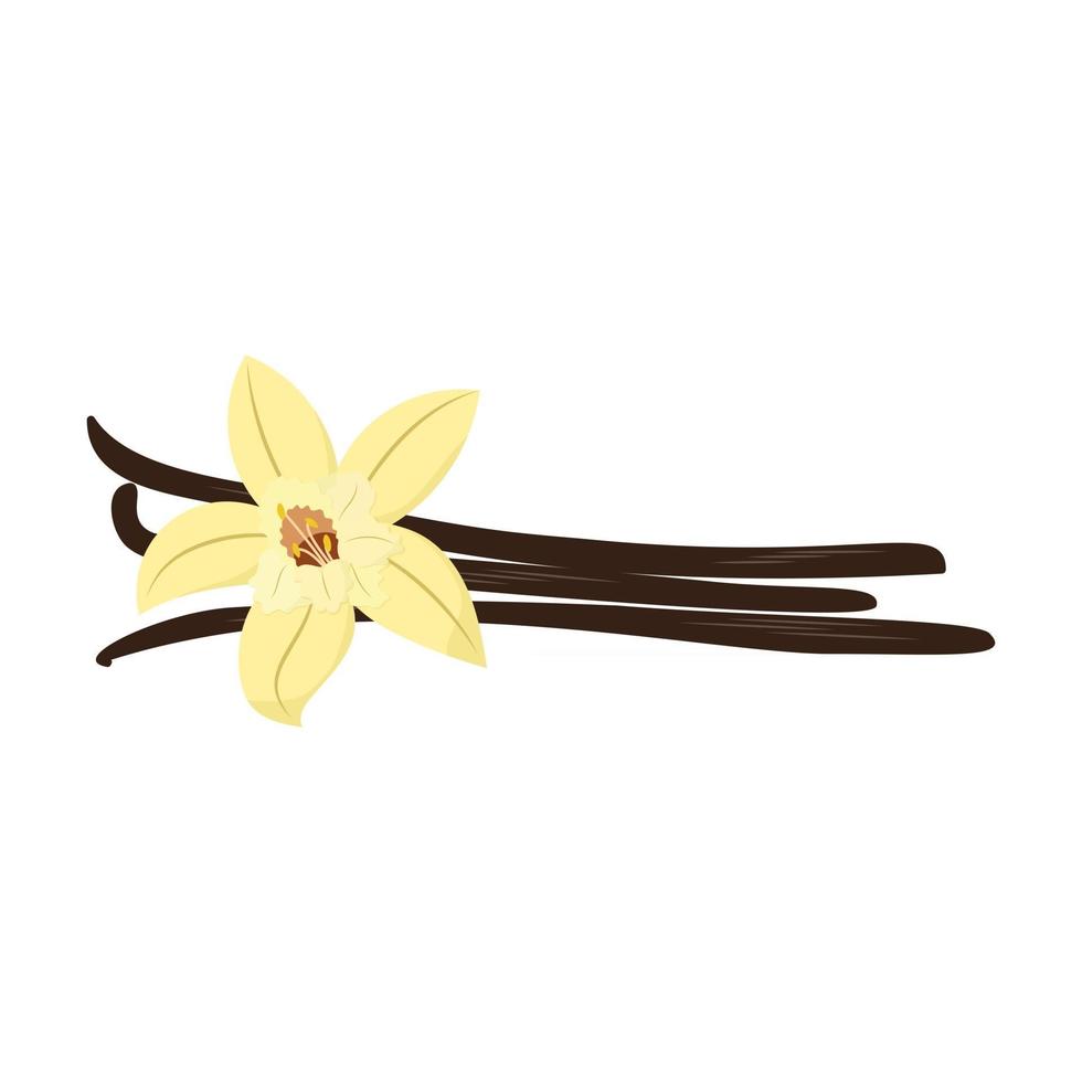 Vektor-Vanilleblüte mit getrockneten Vanille-SticksVektor-Vanille-Blume mit getrockneten Vanille-Sticks vektor