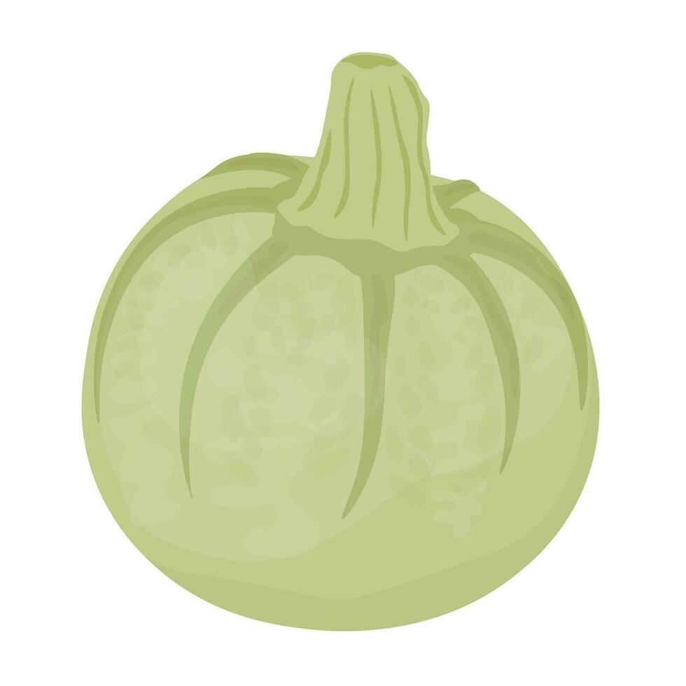 runda squash. grön pumpa. vektor illustration. skörda. grönsak. isolerat på en vit bakgrund.