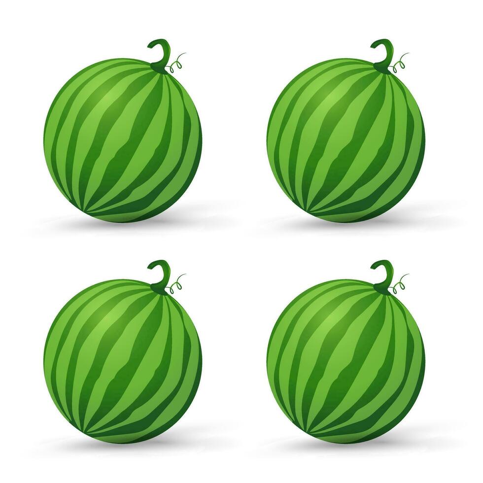 grupper av färsk vattenmeloner organisk frukt, grön organisk vattenmelon vektor illustration i platt design isolerat på vit bakgrund