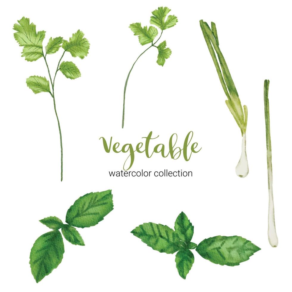 kulinariska örter grönsaker i akvarell samling platt vektor