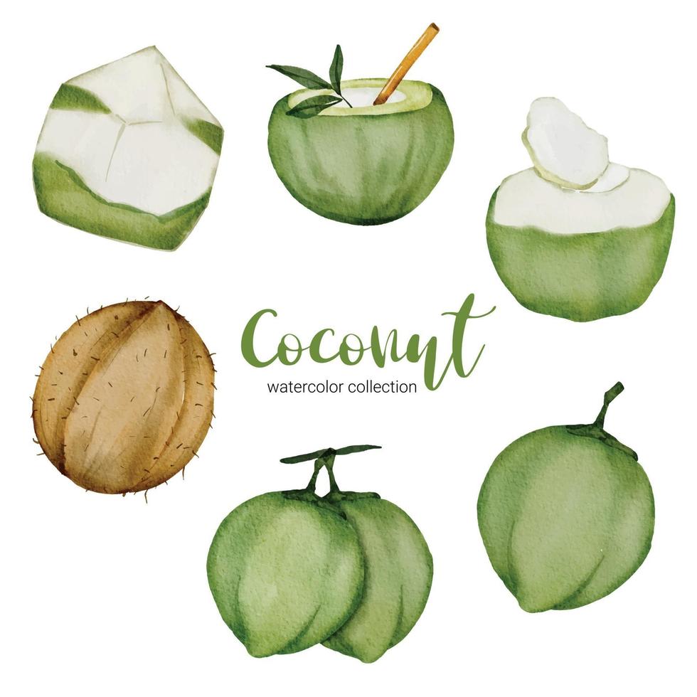 Kokosnüsse in vielen Formen im flachen Vektor der Aquarellart