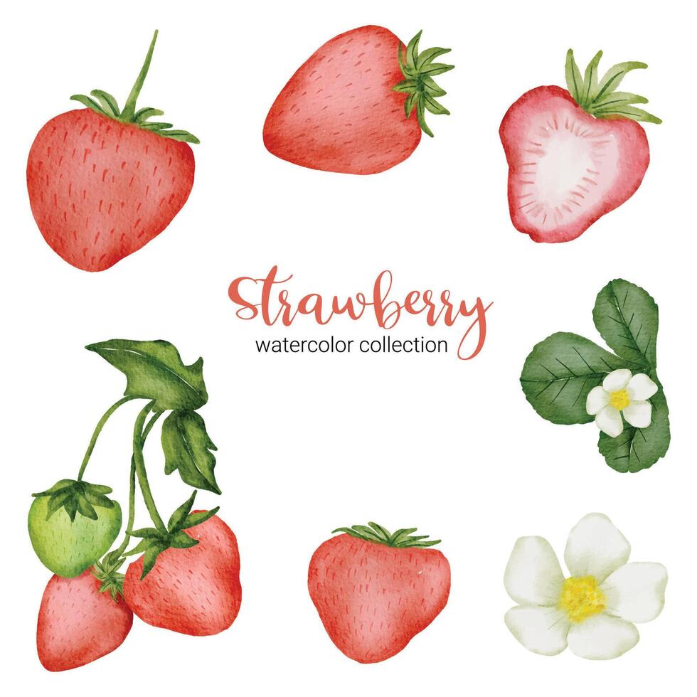 Erdbeere im flachen Vektor der Fruchtaquarellsammlung auf weißem Hintergrund