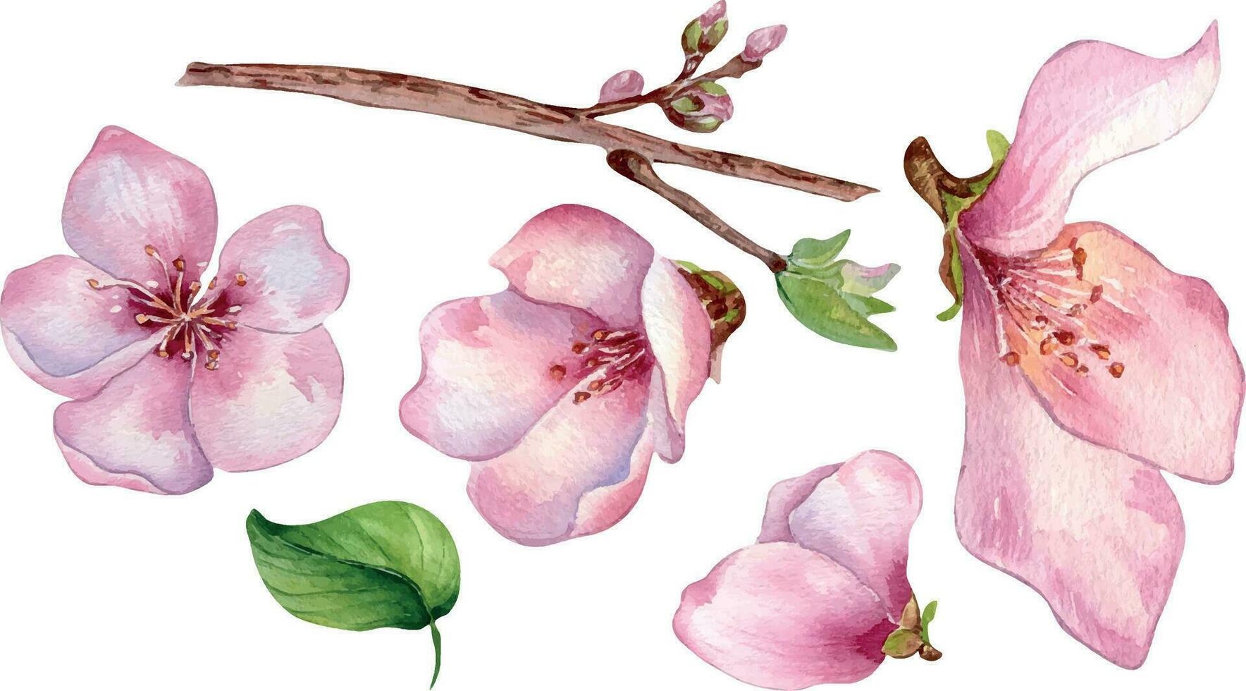einstellen von Rosa Blumen von Pfirsich Baum Aquarell Illustration isoliert auf Weiß. blühen Obst Baum, Weiß blühen Hand malen. Design Element zum Hochzeit Einladung, Textil, Verpackung, Karte, Paket vektor