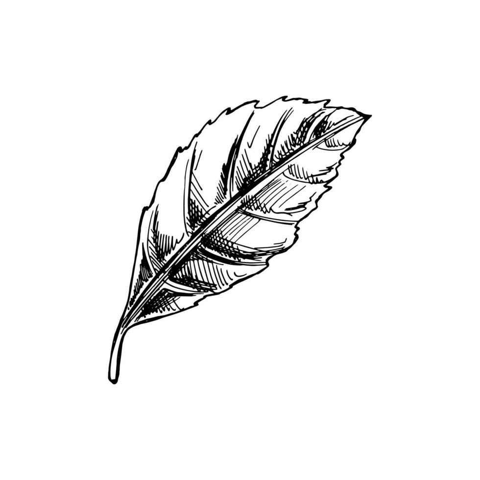 ritad för hand skiss av blad. bläck penna blad teckning på vit bakgrund. klotter blad. vektor illustration. natur och ekologi vektor begrepp.