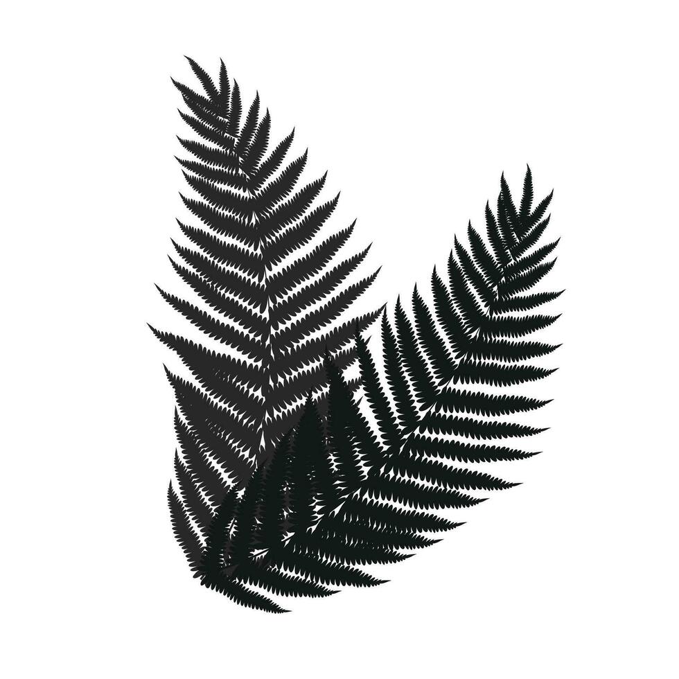 vektor botanisk illustration av ormbunke och monstera blad isolerat översikt teckning av tropisk växt