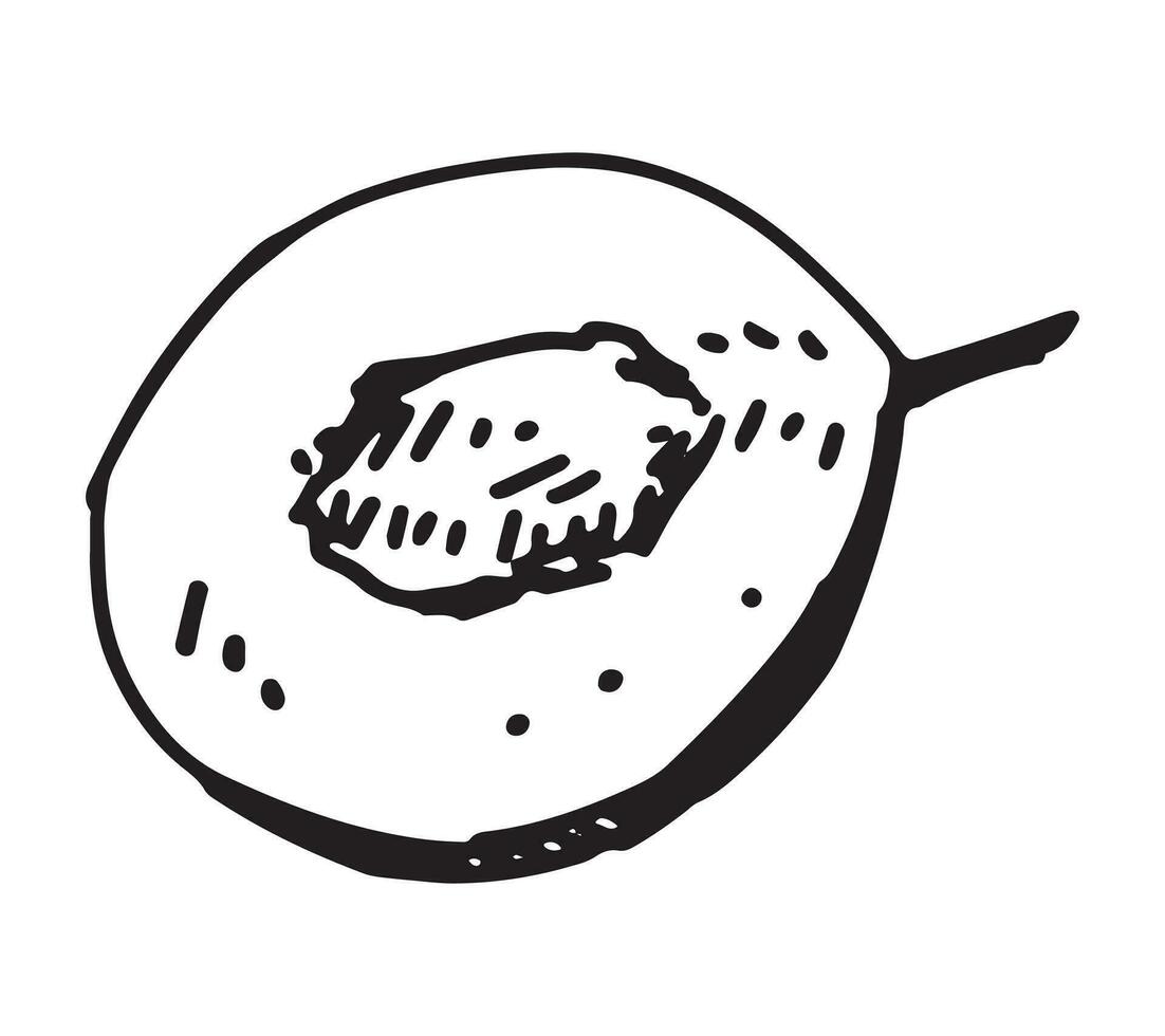 översikt ClipArt av halv en plommon frukt. klotter av höst trädgård skörda. hand dragen vektor illustration isolerat på vit bakgrund.