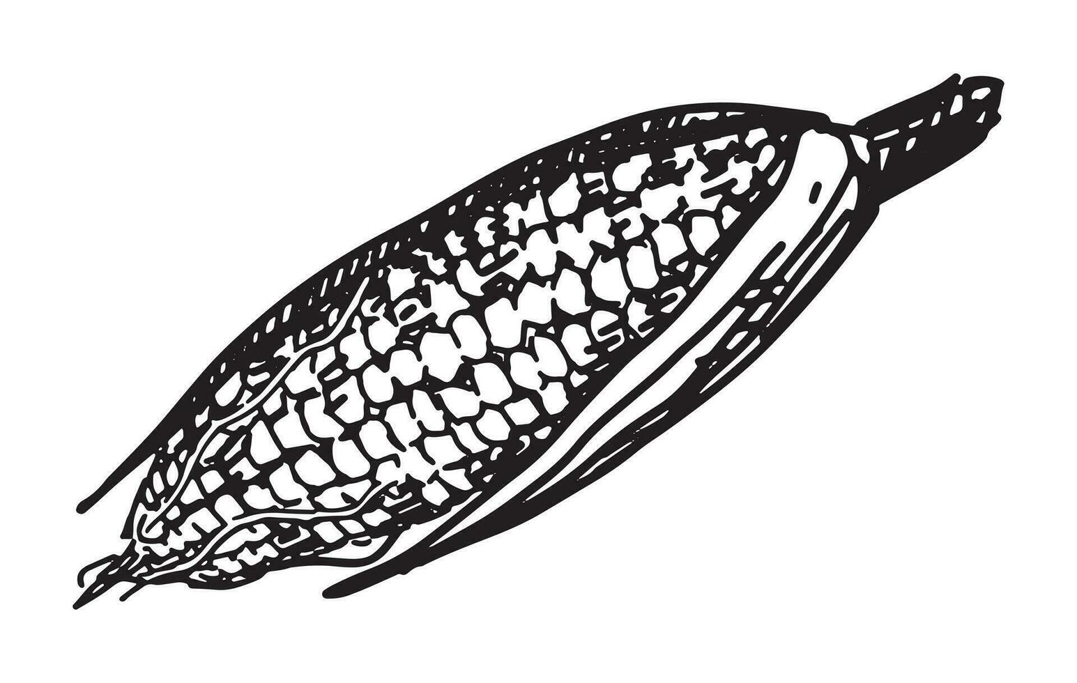 översikt ClipArt av majs majskolv. klotter av höst jordbruks skörda. hand dragen vektor illustration isolerat på vit bakgrund.