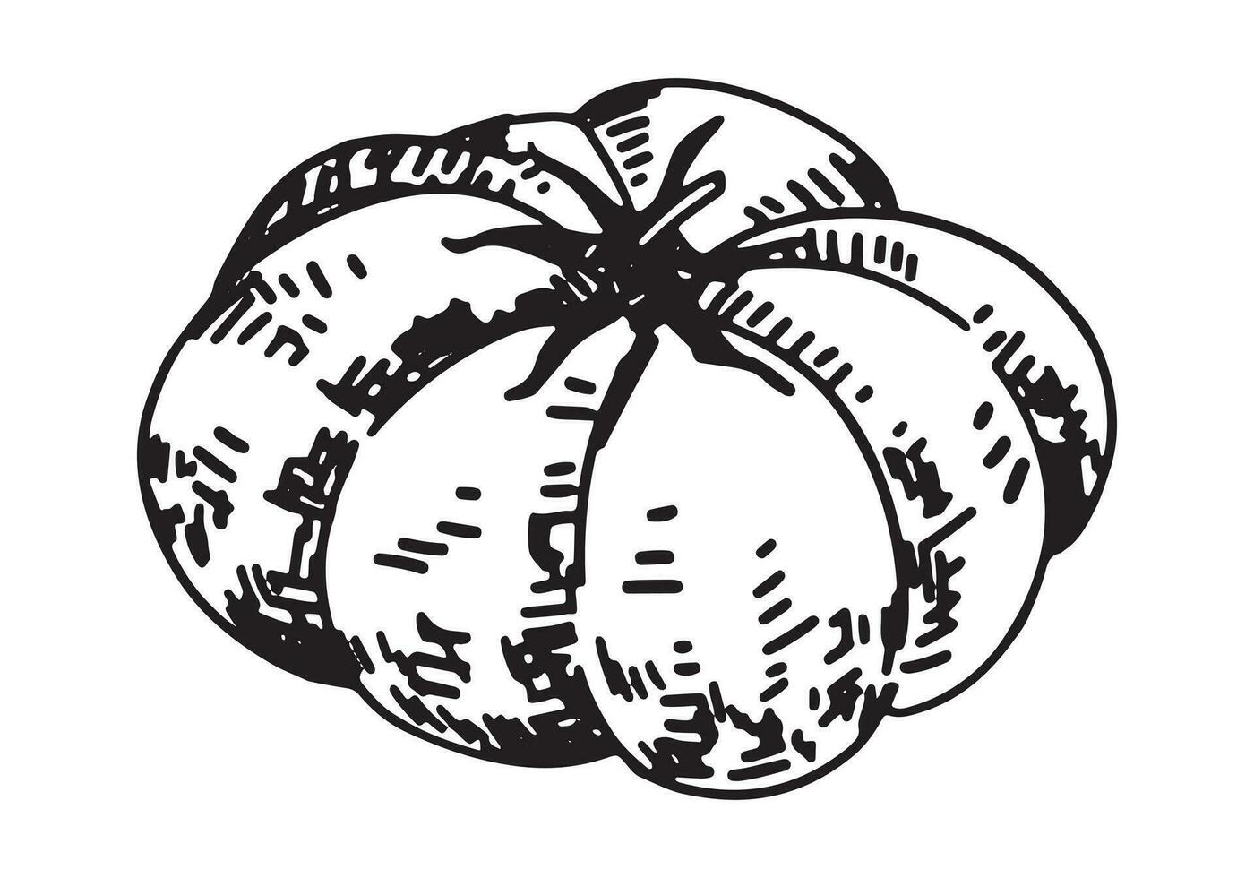 Gliederung Clip Art von Tomate. Gekritzel von Herbst landwirtschaftlich Ernte. Hand gezeichnet Vektor Illustration isoliert auf Weiß Hintergrund.