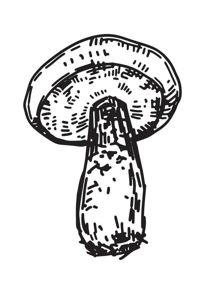 Gliederung Clip Art von essbar Pilz. Kritzeleien von Herbst Wald Ernte. Hand gezeichnet Vektor Illustration isoliert auf Weiß Hintergrund.