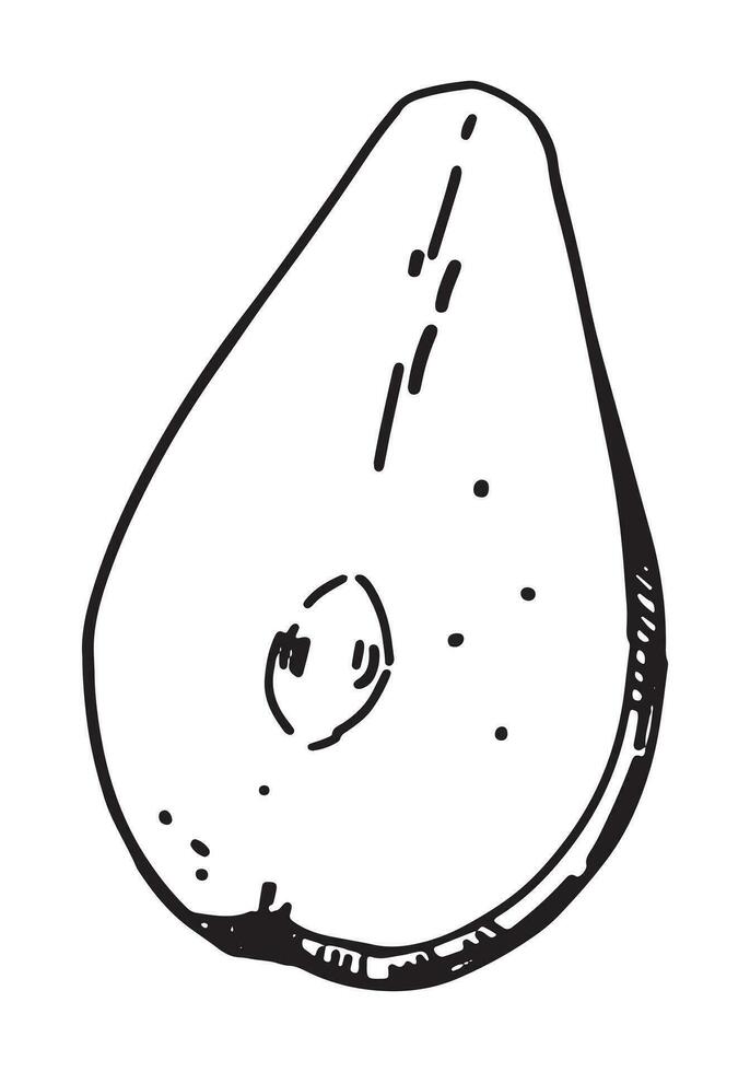 översikt ClipArt av halv en päron frukt. klotter av höst trädgård skörda. hand dragen vektor illustration isolerat på vit bakgrund.