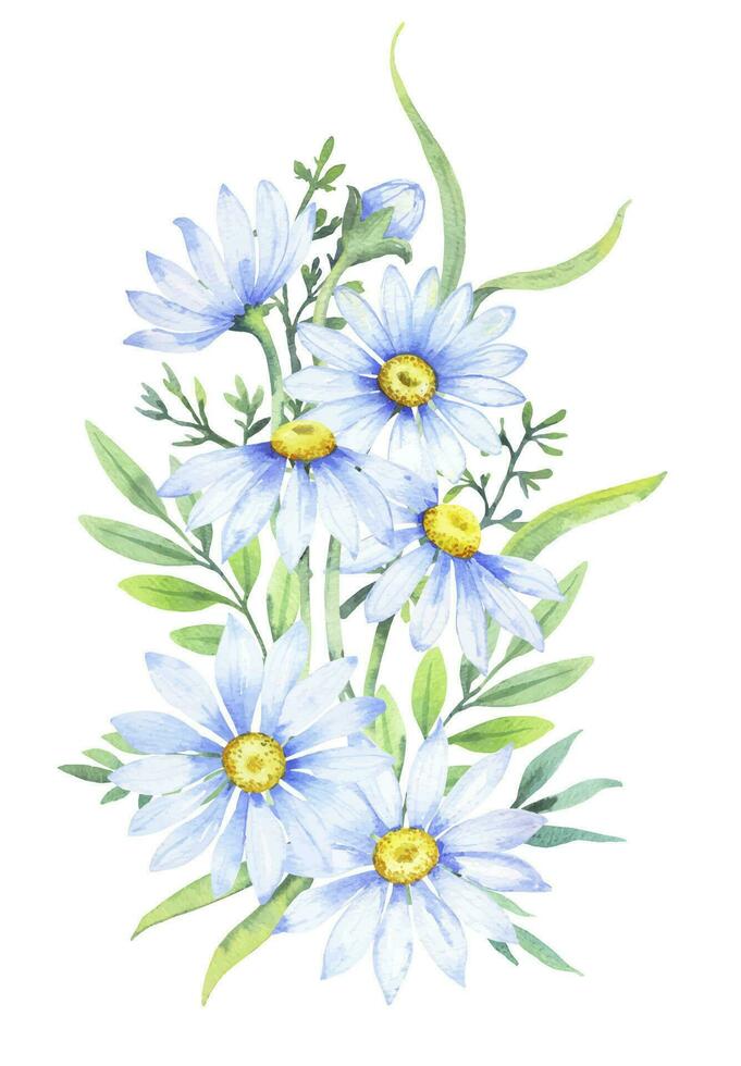 bukett av prästkragar, vektor vattenfärg illustration. kamomill blommig arrangemang av trädgård daisy blommor, kronblad, löv och knoppar