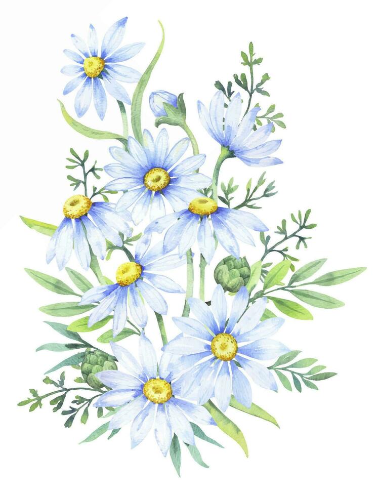 bukett av prästkragar, vattenfärg illustration. kamomill blommig arrangemang av trädgård daisy blommor, kronblad, löv och knoppar vektor