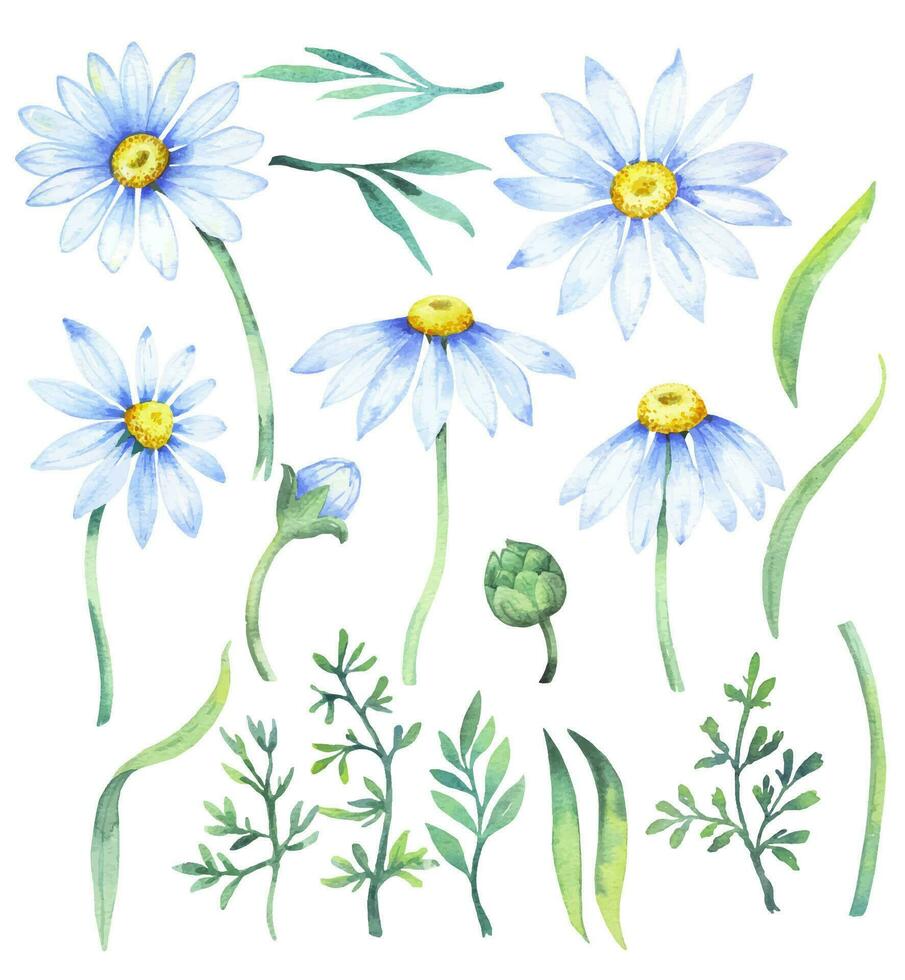 Strauß von Gänseblümchen, Vektor Aquarell Illustration. Kamille Blumen- Anordnung von Garten Gänseblümchen Blumen, Blütenblätter, Blätter und Knospen