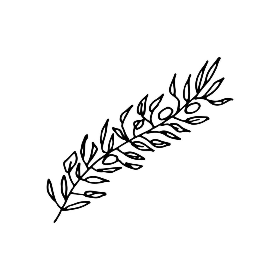 Olive Baum Ast. ein uralt griechisch Symbol von Frieden und Ruhe. Gekritzel. Vektor Illustration. Hand gezeichnet. Umriss.