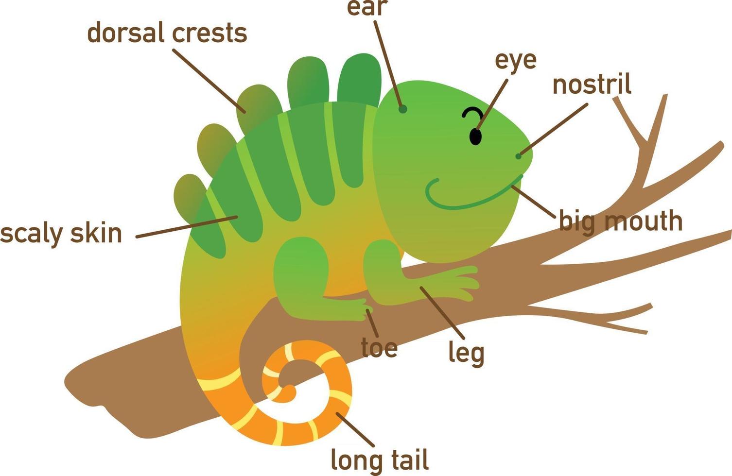 Illustration des Leguan-Vokabulars von body.vector vektor