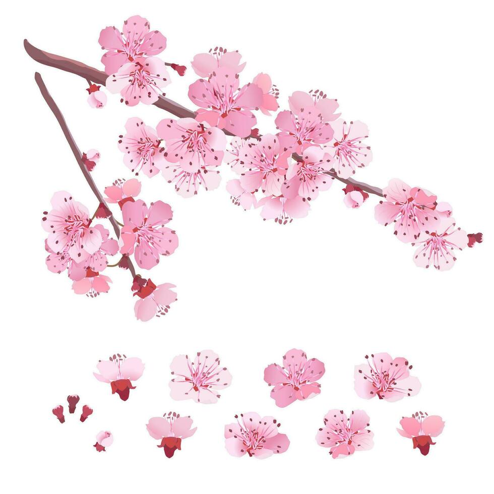 illustration av körsbär träd på en grön bakgrund. festlig baner för vår Semester. vår rosa blommor. Vektor grafisk av sakura.