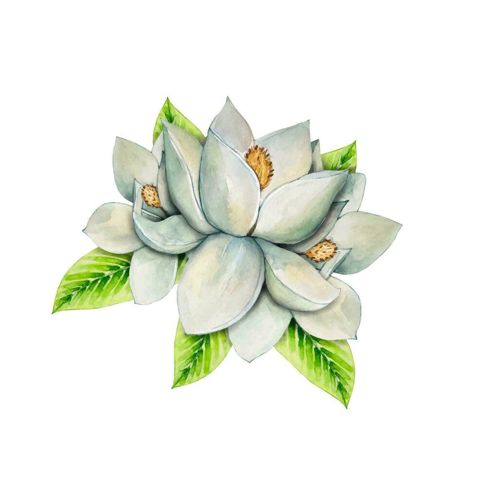 vit magnolia blommor. vattenfärg illustration vektor