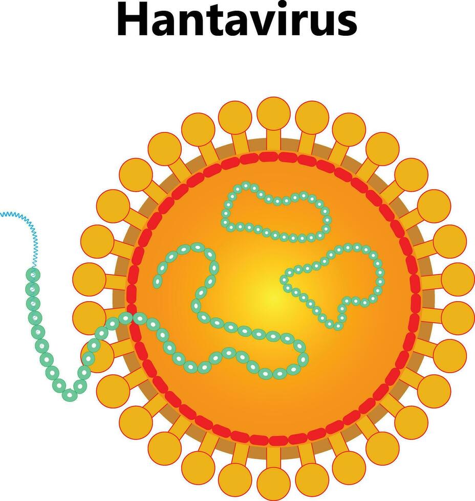 Hantavirus mit das schützend medizinisch Maske. Hantavirus Notfall Konzept. Hantavirus, PS Virus Infektion Lungen Syndrom PS. das Ausbruch geht weiter zu Verbreitung draußen China. Chinesisch Flagge vektor