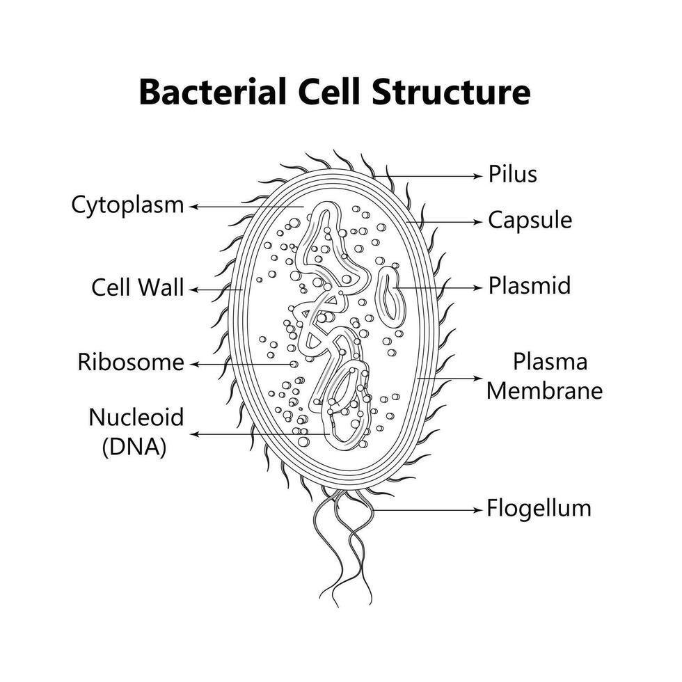 bakteriell cell anatomi märkning strukturer på en bacill cell med nukleoid dna och ribosomer. extern strukturer inkludera de kapsel, pili, och flagellum. vektor