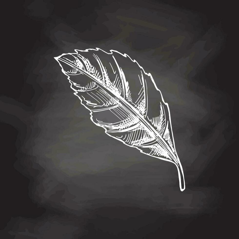 ritad för hand skiss av blad på svarta tavlan bakgrund. bläck penna blad teckning på vit bakgrund. klotter blad. vektor illustration. natur och ekologi vektor begrepp.