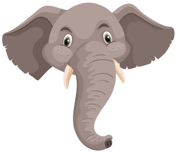Isolerad elefant huvud vit bakgrund vektor